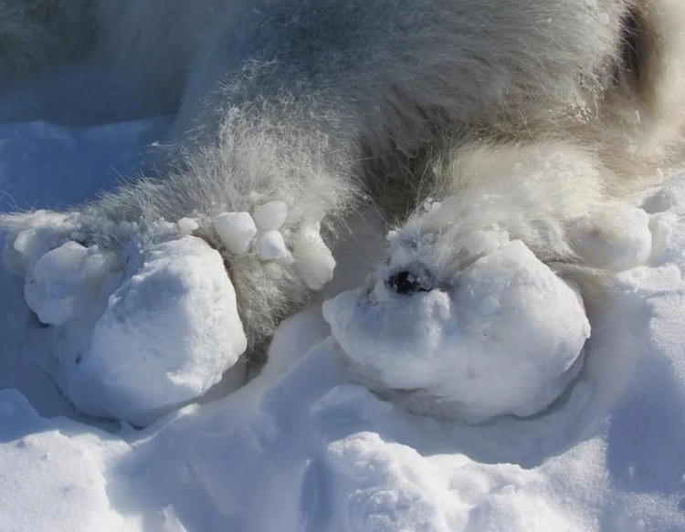 This photo shows the rear paws of a polar bear temporarily sedated for research in East Greenland in 2022. T