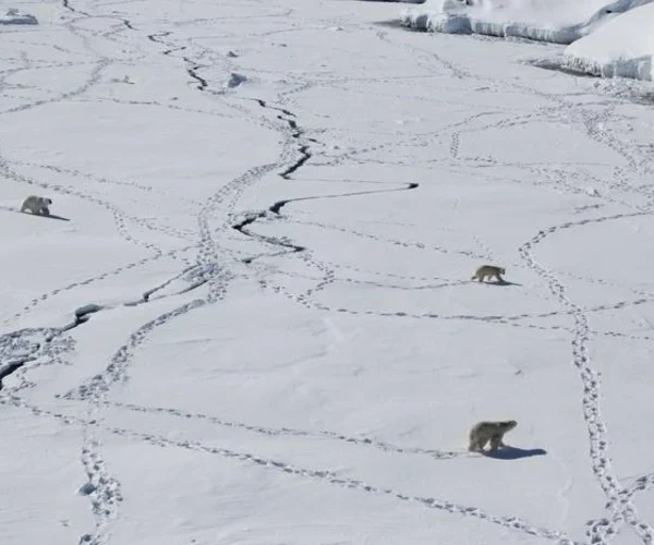 Three adult polar bears travel across sea ice in eastern Greenland.