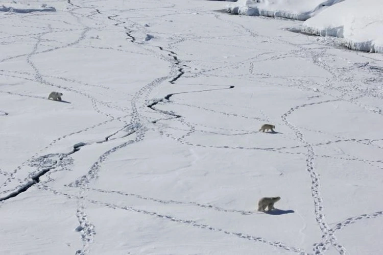 Three adult polar bears travel across sea ice in eastern Greenland.