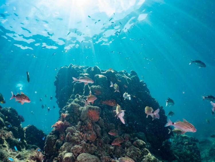 The size of a fish shoal affects their collective and individual behaviour