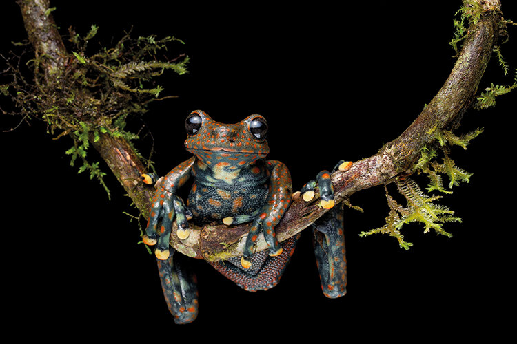 Spotted torrent frog, Lucas Bustamante Santa Barbara Park, Ecuador