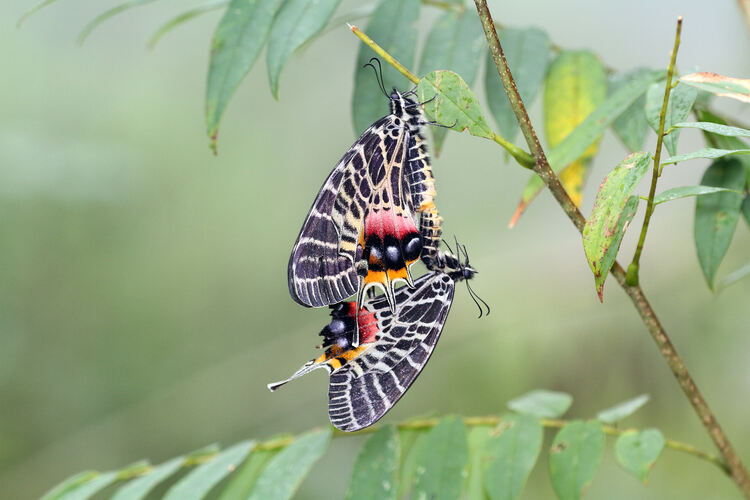 Two Ludlow’s Bhutan swallowtail butterflies mate among tree leaves