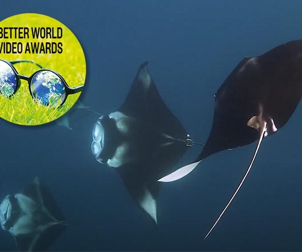 Manta Trust manta ray video