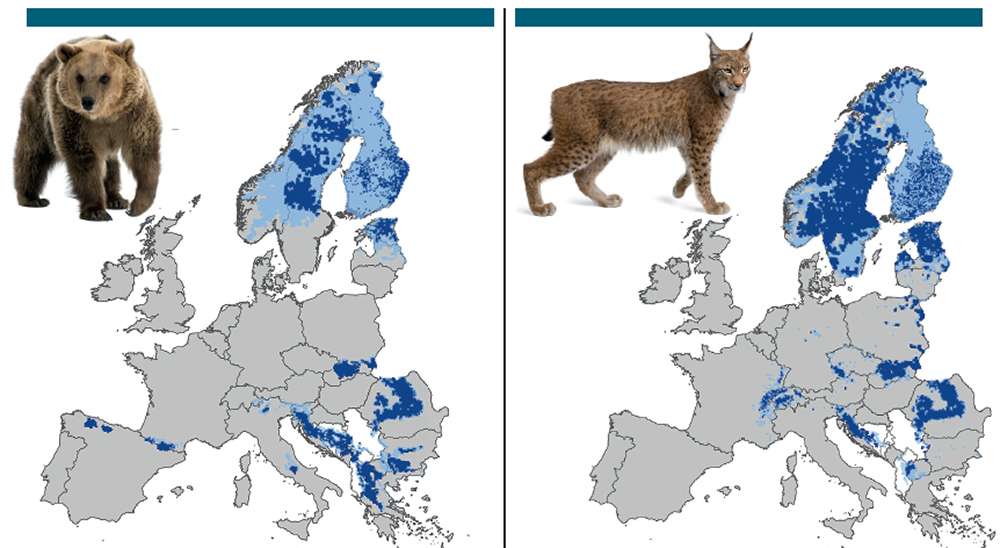 Lynx are now widespread in much of Europe