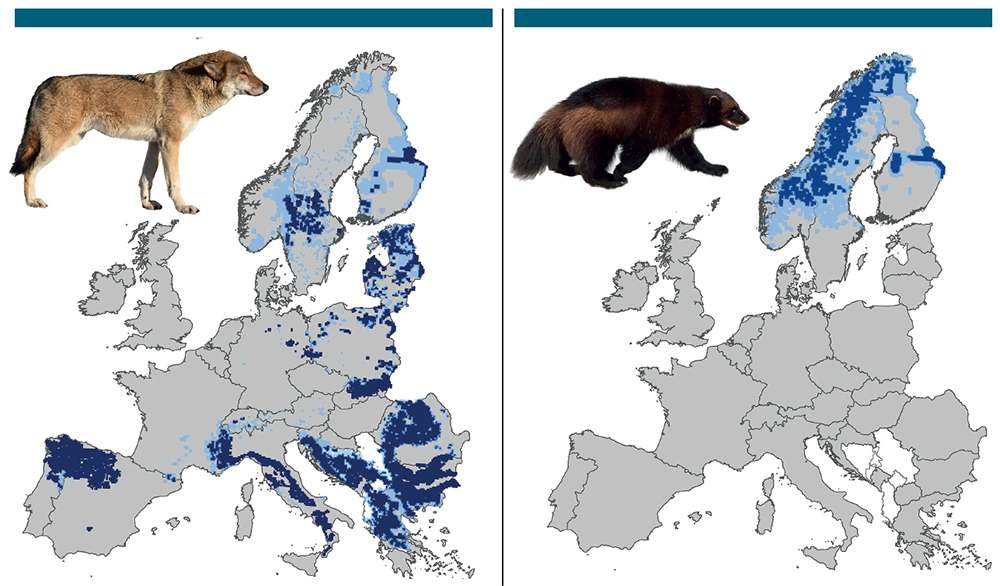 Wolves are widely distributed across Europe, unlike wolverine which are mostly found in Scandinavia