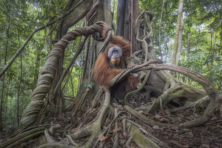 “The image was taken deep inside the northern section of Gunung Leuser National Park in Sumatra, Indonesia. This individual is a wild male, still relatively young, posing on a magnificent strangler fig. The animal was spotted by my guide after a trek through the forest for about nine kilometres. After the initial surprise, we approached the animal very slowly, monitoring its reactions. As the minutes passed, when the darkness of evening was now looming over the forest, the individual began to relax and allowed us to take a few shots with the wide-angle lens. Shortly after, the orangutan climbed up into the treetop, disappearing into the greenery of the forest.”
