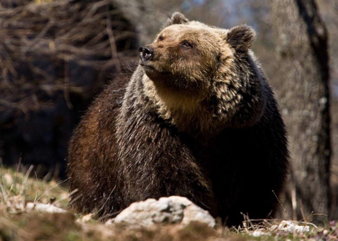 Marsican brown bear