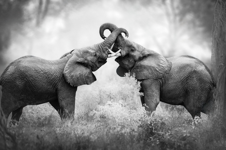 “Two young elephants face off in a playful spar, trunks twisting and tusks clacking in a dance of strength and skill. They lunged and leaned, backed away and returned, locked in a rhythm of push and pull, challenge and retreat. For a few electric moments, the clearing pulsed with energy, as the animals were completely absorbed in their ritual. In Sabi Sands Nature Reserve, South Africa, the bush became a quiet stage where wild stories unfolded.”