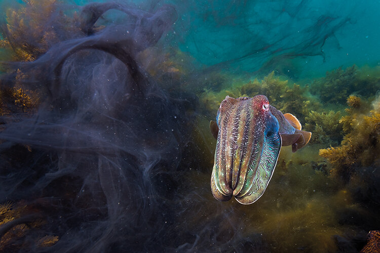 Animals in Nature, winner: Aftermath by Matty Smith. Moments before this shot was taken, three male giant cuttlefish were trying to court a female in the waters off Whyalla in South Australia. A fight ensued between two of the males and they inked the water as they grappled and rolled out of frame. The female bolted and this male was left in the aftermath, still displaying his vivid courting colours