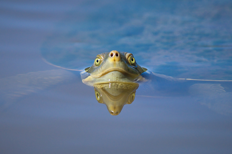 Junior, runner up: Turtley Mesmerised by McKinley Moens. ‘I was totally mesmerised when I locked eyes with this curious freshwater turtle as it emerged from the murky water’