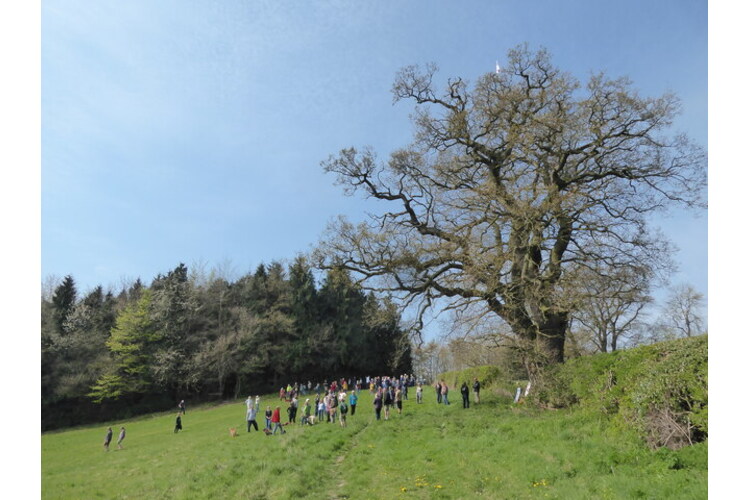 ‘Darwin’s Oak’ to be felled to make way for Shrewsbury Bypass