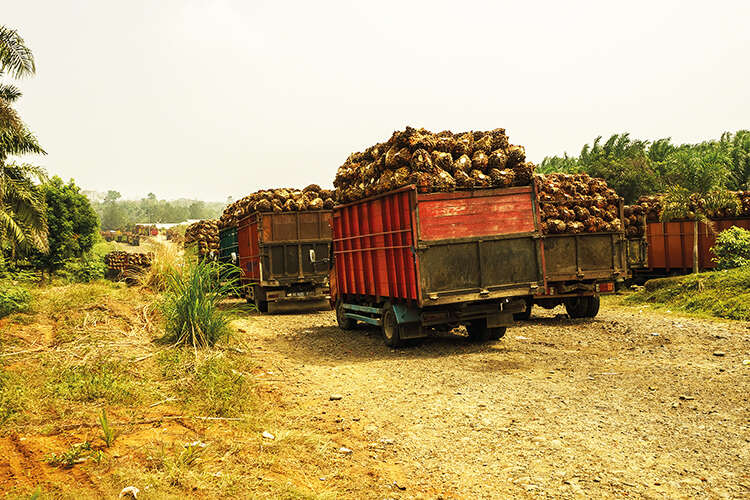 In 2023, Indonesia cleared some 30,000 hectares of forest to make way for palm oil plantations