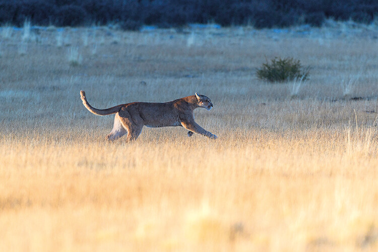 A puma out hunting on the steppe