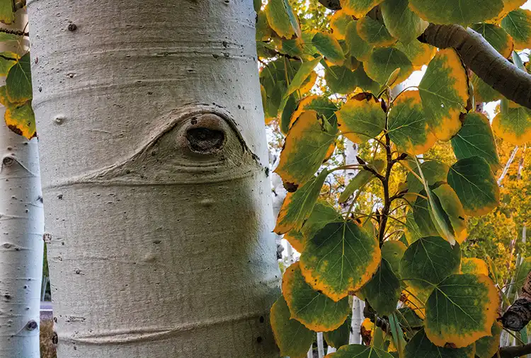 A close up of one of the aspen trees that make up Pando