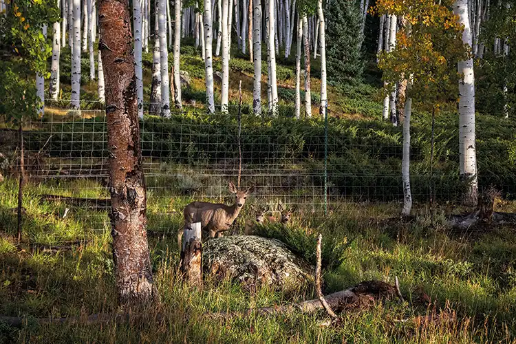 A deer grazes in front of a wire fence that protects the Pando forest