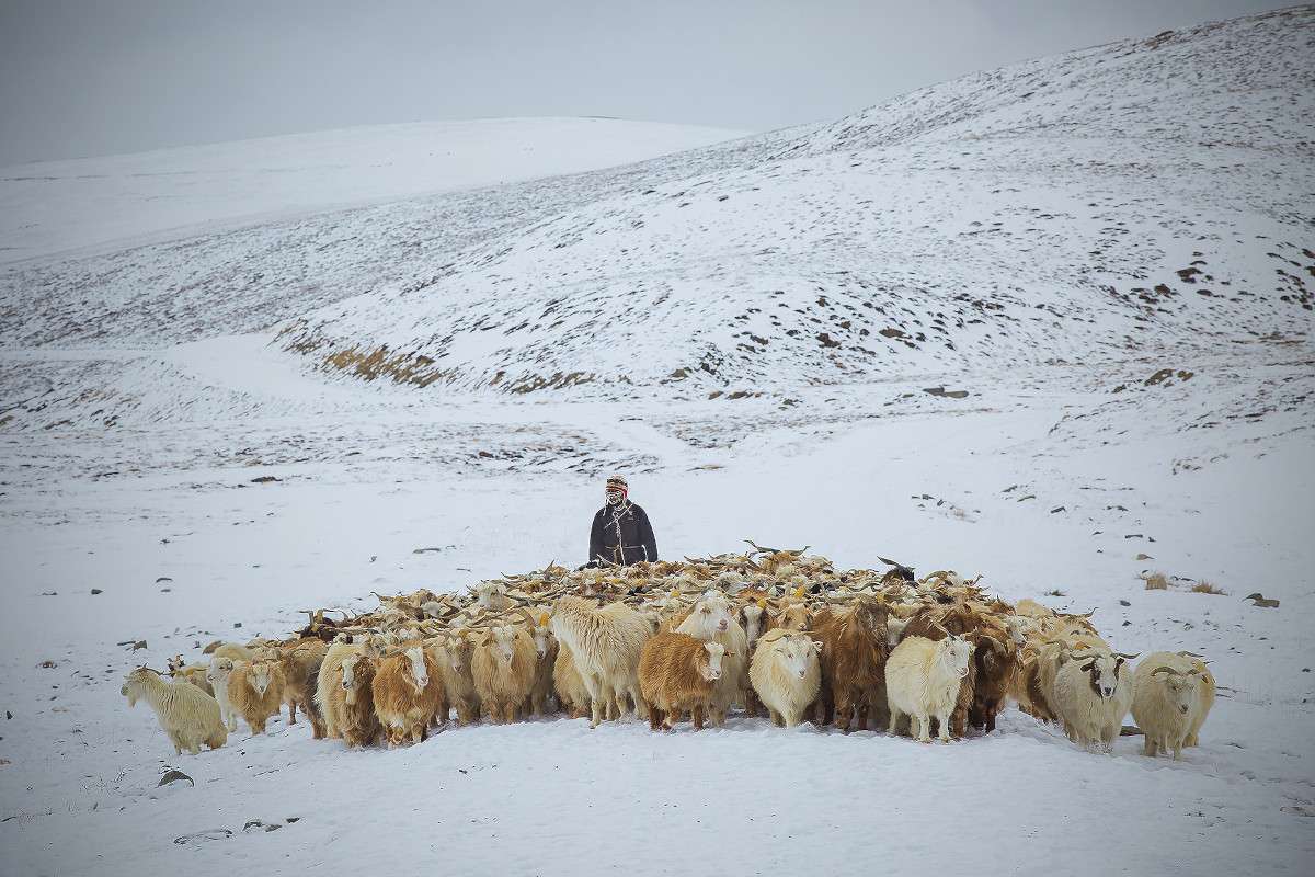 Pashmina goats and their herder in the snowy mountains