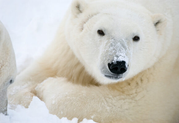 New radar technology marks breakthrough for polar bear and human ...