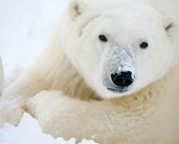 New radar technology marks breakthrough for polar bear and human coexistence
