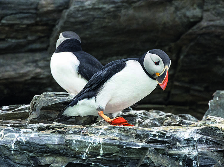 A pair of puffins stand on dark rocks