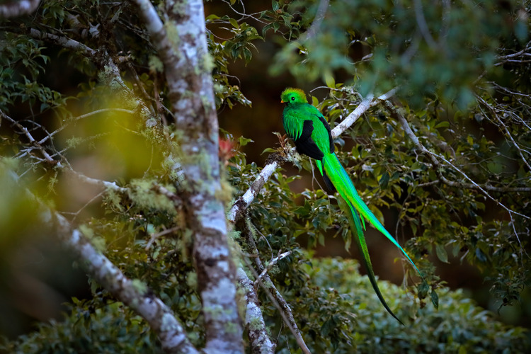 A Resplendent Quetzal in Costa Rica