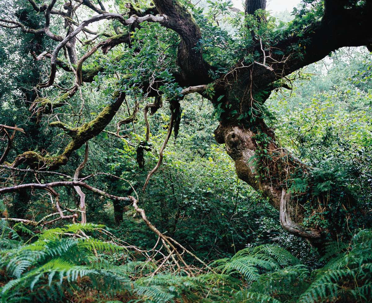 Green and leafy forests in Cornwall