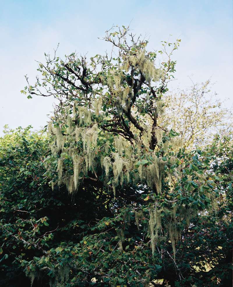 Old man's beard lichen hangs from tree branches