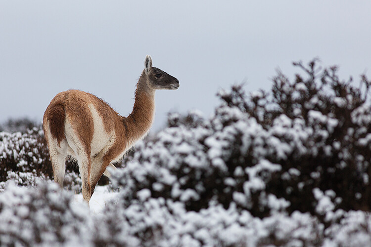 A hunting ban and conservations efforts are helping to restore guanaco populations
