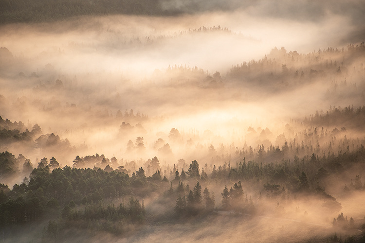 Forest Dawn, Graham Niven; Wild Woods, runner-up