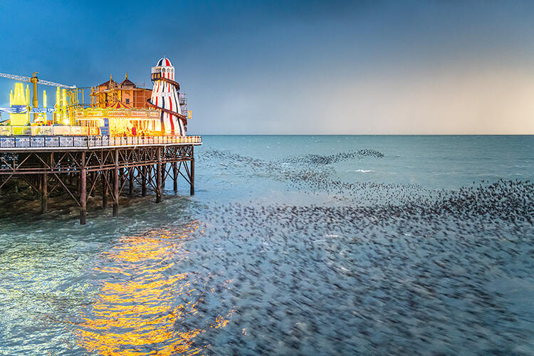 Helter Skelter, Matthew Cattell; Urban Wildlife, runner-up.