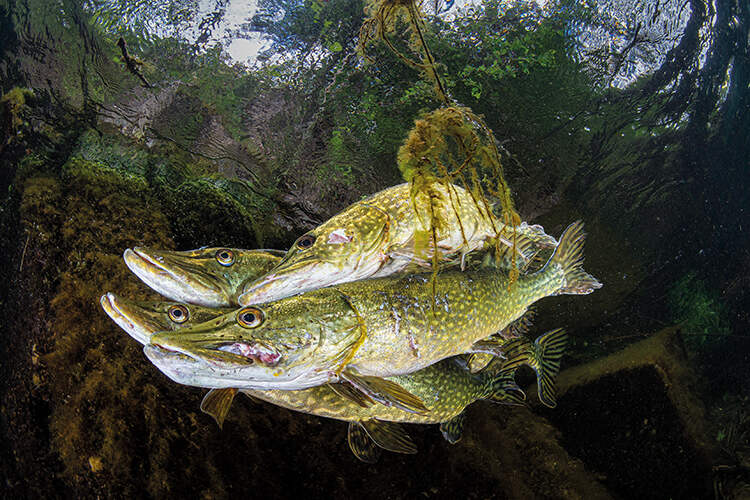 Pike Courtship, Robert Cuss; Animal Behaviour, runner-up.