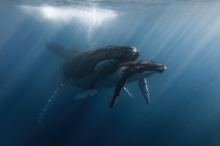 I captured this image in Mo'orea, a South Pacific island in French Polynesia. On this particular day, we had the privilege of entering the water to observe a mother and her calf resting at the surface. I was able to photograph this tender moment of the baby nestled beneath its mother. At this age, calves have limited control over their buoyancy and will often use their mothers like a weight belt to help them stay submerged and safe