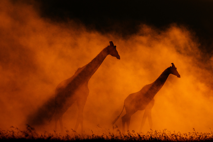 wo reticulated giraffes walk slowly through a thick cloud of dust in Solio Game Reserve, Kenya. The setting sun makes the dust look like fire, as the giraffes make their way through it. The scene feels quiet and powerful, as if the world has paused for a moment. The giraffes move together, calm and graceful, their shapes almost floating in the glowing haze. This image captures the wild beauty of Africa - a moment where I felt as if light, dust and life came together.