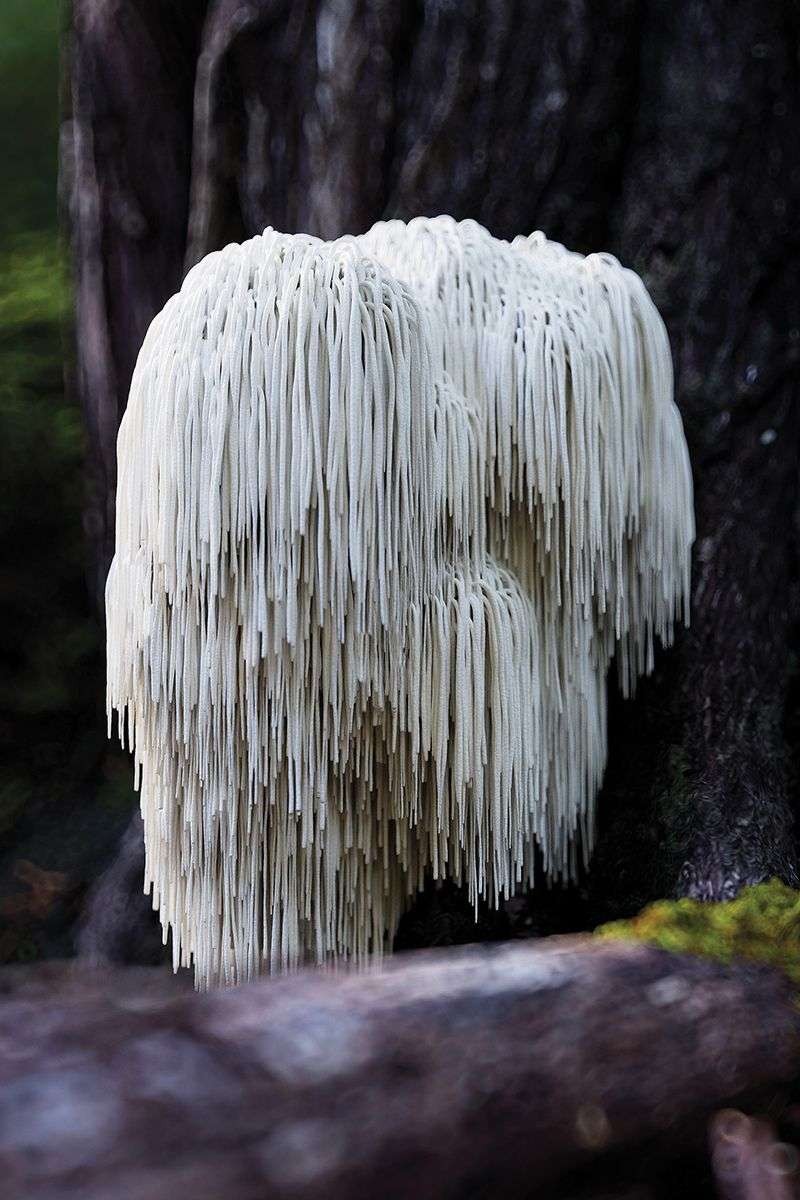 Spaghetti like Hericium erinaceus mushroom growing on a hardwood tree 