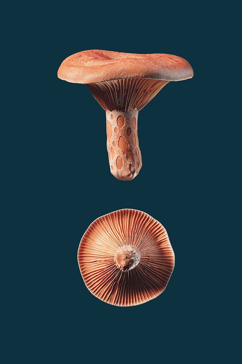 Orange coloured Lactarius deliciosus mushroom on blue background