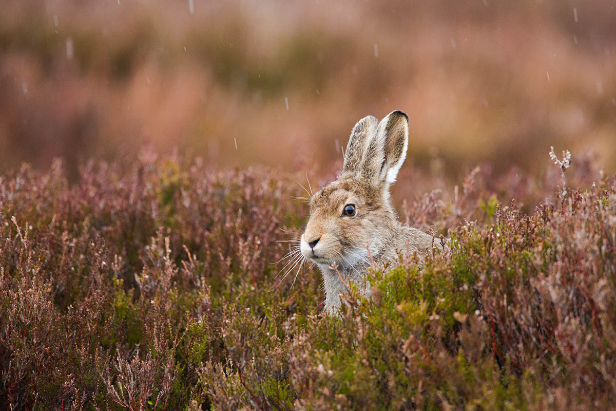 Young mountain hare surrounded by purple grass and rain