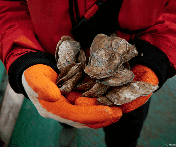 Restoration Forth: the ground-breaking project helping to restore the Firth of Forth