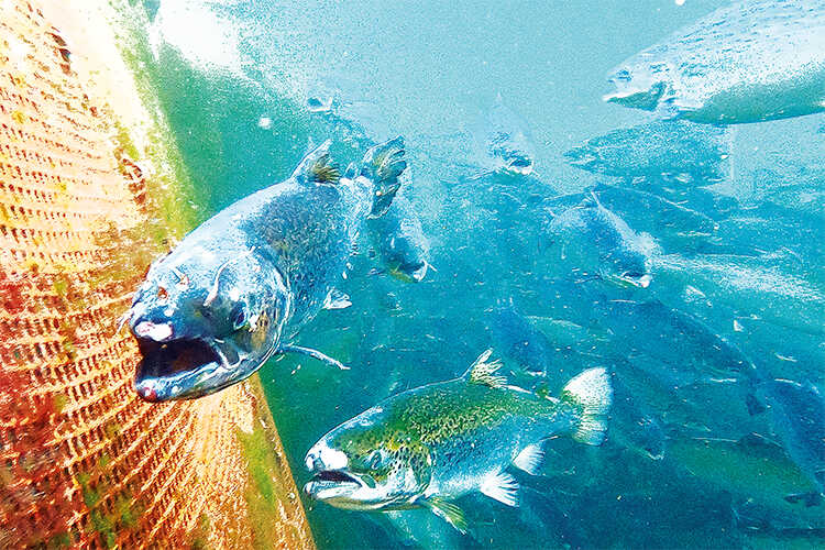 Farmed Atlantic salmon infected with numerous parasitic sea lice. As a result, the diseased fish are also suffering from deep ulcerations (wounds), fin damage and excessive mucous production