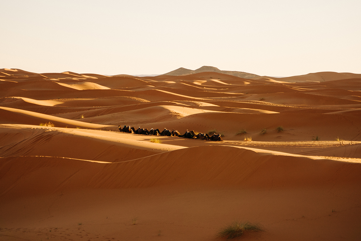 Camels in desert in Merzouga, Morocco