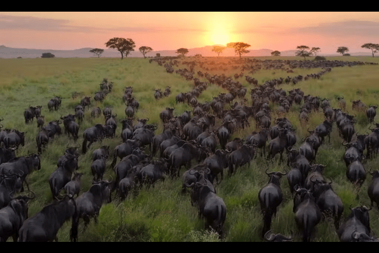 A herd of migrating wildebeest, footage from Our Planet II Netflix