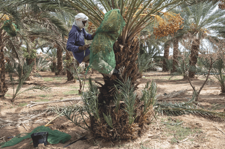 Saif, 49, in Tinzouline, Draa Valley, protects dates with a green net, trying to shield them from insect attacks and diseases, which have intensified in recent years due
to drought and
high temperatures.
