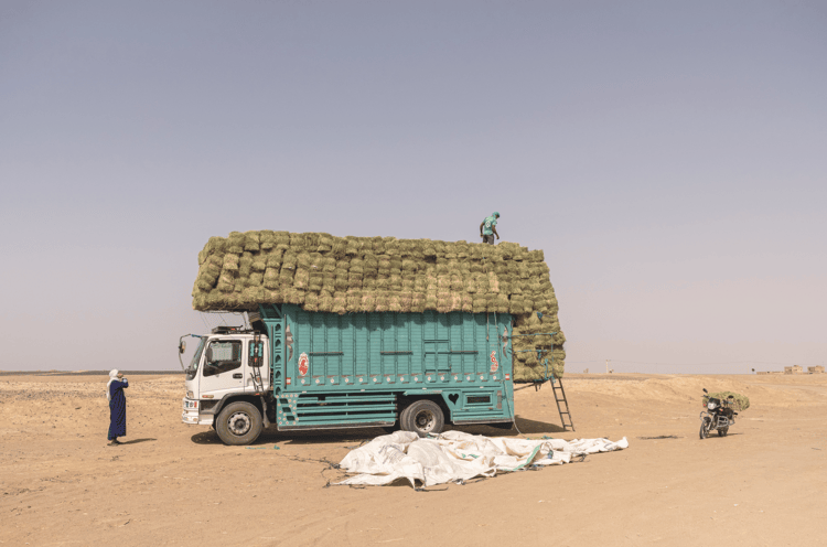 A man purchases bales of hay for his animals on the edge of the Erg Chebbi desert, where drought has made it increasingly difficult to find pastures.