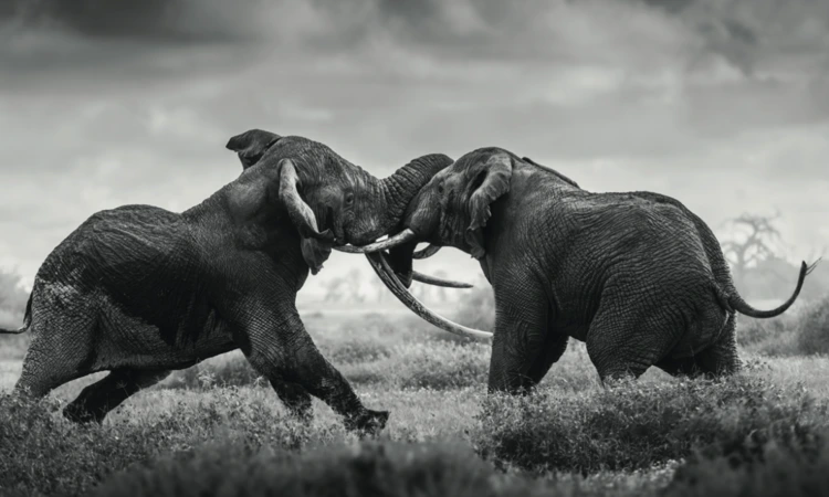 x004 and unknown, Amboseli, 2021. Two bulls clash on the dusty plains of Amboseli, testing each other’s strength and dominance