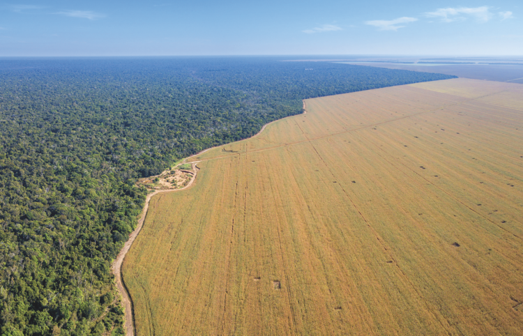 a vast soya bean farm encroaching on virgin Amazon forest;