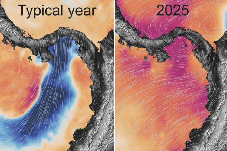 Left, water temperature in a typical year; right temperatures this year