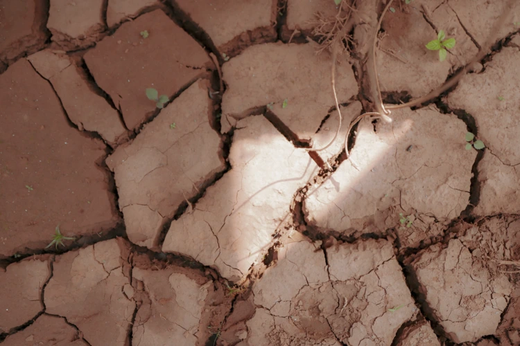 The soil of Wayanad, once fertile, is now cracking under the pressure of an increasingly unmanageable climate. It has lost its ability to retain water, becoming oversaturated during rains, then drying out almost instantly
