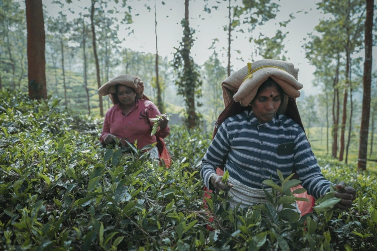 Despite the floods and mudslideWs, work on the tea plantation continues, but lay-offs are increasing as the land has become unstable