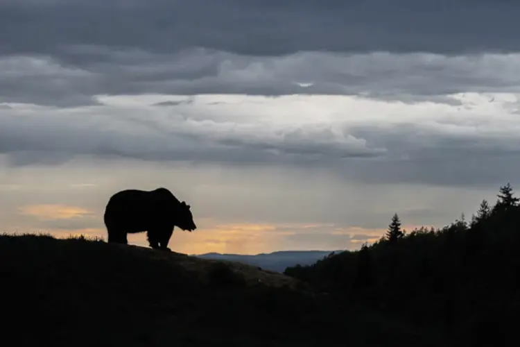 Romania has seen a dramatic growth in brown bear populations in recent years