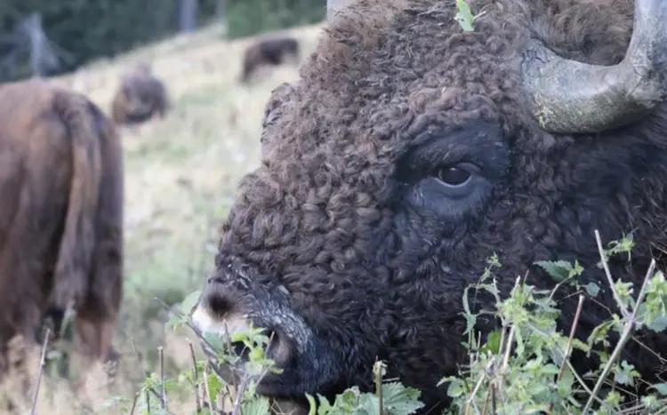On our last evening, a herd of bison joined us to graze outside Poiana Tămaș Tented Camp