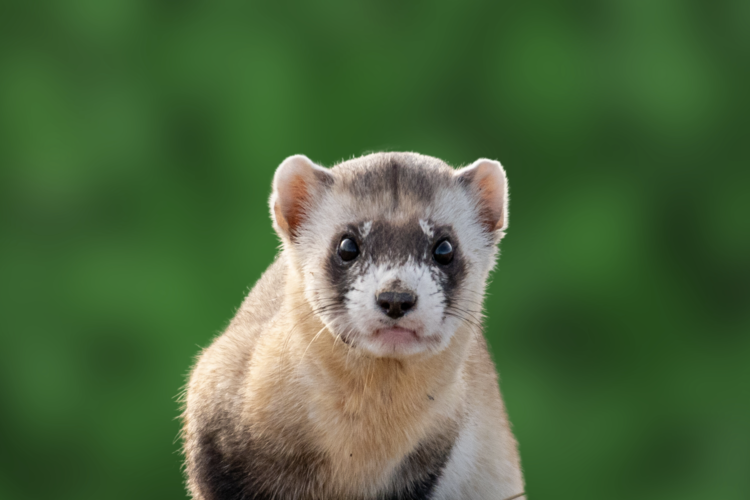 Cryopreserved cells of the black- footed ferret have reintroduced lost genetic diversity into the tiny remaining population