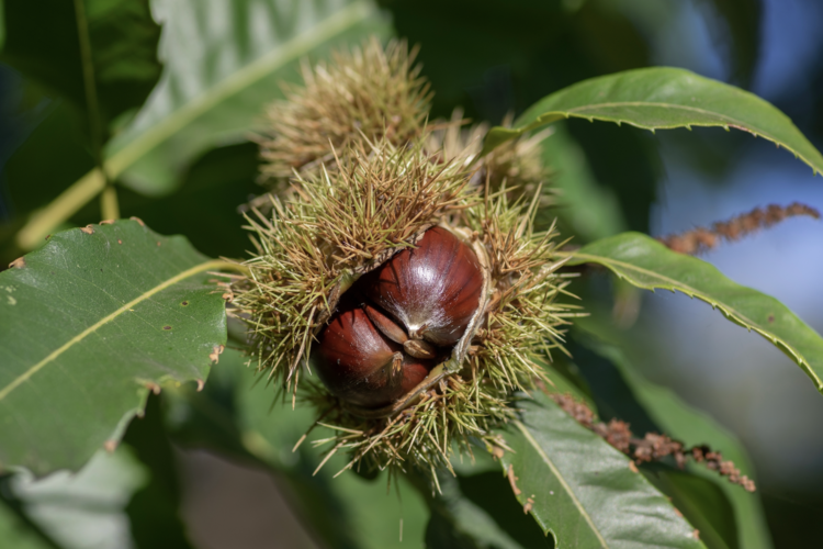 New genes have saved the American chestnut from the chestnut blight fungus